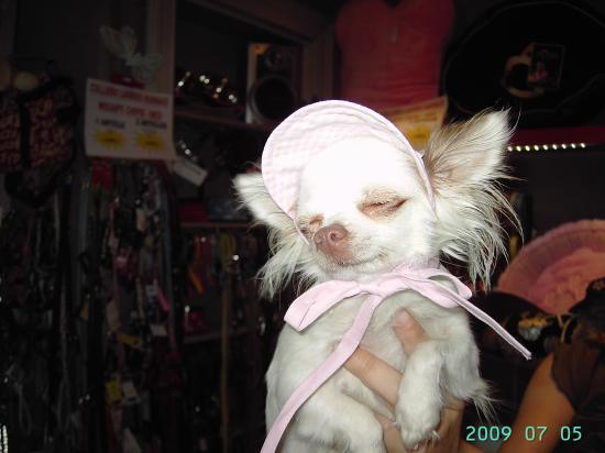 CHIC CHIC