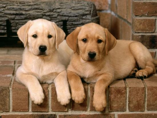 Labrador retrievers double